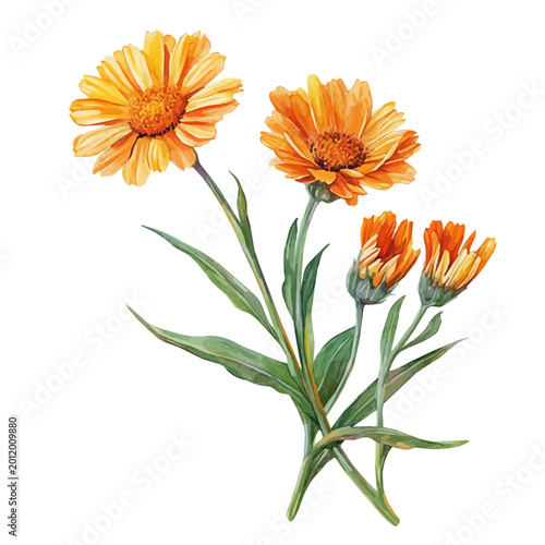 Foto Calendula Branch, watercolor clipart showcasing whimsical details and harmonious color flow, isolated on a white background