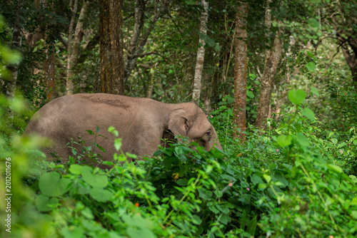 фотографія South Indian Elephant, wild tusker crossing road Masinagudi Tamilnadu