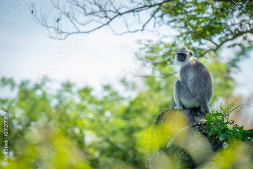 Foto Northern plains gray langur (Semnopithecus entellus), also known as the sacred l