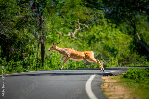 Photos Chital also called spotted deer and axis deer