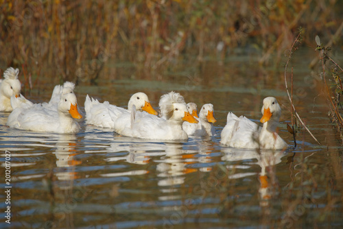 Tableau sur toile White crested ducks swimming in murky pond water
