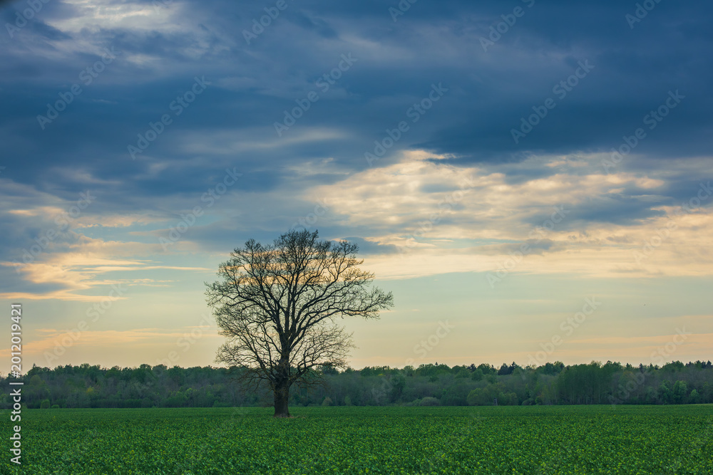 Fototapeta premium Spring oak tree in green meadow and blue sky