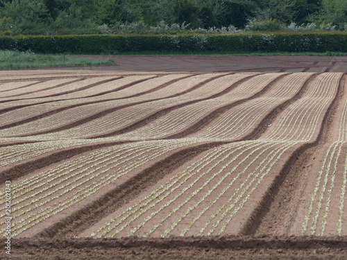 Fotografija Wavy and undulating lines of freshly ploughed field in Springtime