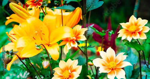 Lilly orange fresh flowers growing in green garden, web banner format