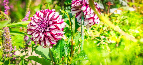 Dahlia violet and white flowers in garden, web banner format