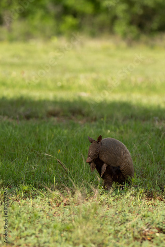 Obraz na płótnie Armadillo in the grass