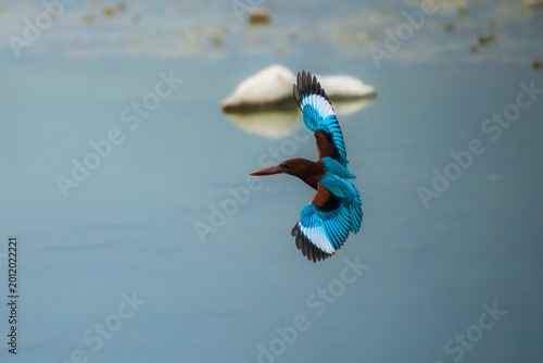 Photography Dynamic action shot of a White-throated Kingfisher (Halcyon smyrnensis) in flight over water, showing vibrant blue plumage and white wing patches, India