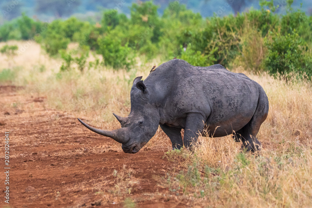 Obraz premium Majestic adult White Rhinoceros (Ceratotherium simum) with a long horn and Oxpecker birds on its back, grazing in the savanna of Kenya.