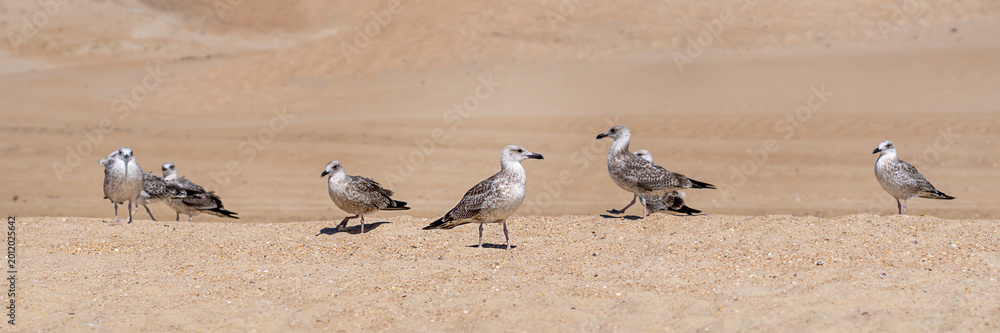 Fototapeta premium web banner Seagull feeding on the coast. Seagulls hunt on the coastline of the sea or ocean. Wild bird watching