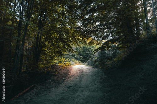 uphill dirt path in forest with soft sunlight filtering through trees creating dramatic light and shadow composition