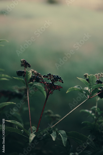 close up of wild dark berries on thin red stems with green leaves in soft natural light and shallow depth of field, minimal moody forest background