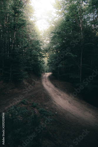 Curving dirt road leading through a dense forest with soft natural light and tall trees creating a peaceful woodland atmosphere.