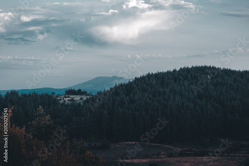 moody forest landscape with dark pine trees and distant mountains under cloudy sky