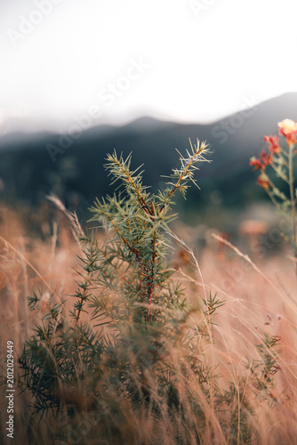 close up of spiky green plant in dry grass field with blurred mountains in the background