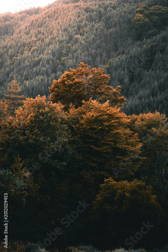 autumn forest landscape with warm sunlight illuminating colorful trees against a dark green mountain hillside