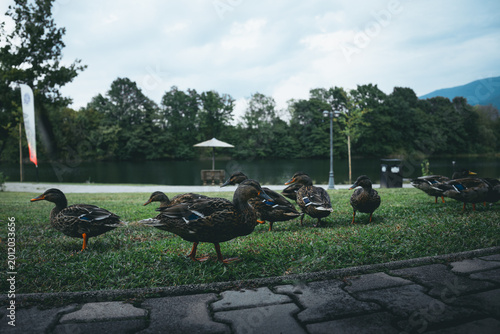 Group of ducks walking across grass near a calm lake in a park environment. Natural wildlife behavior captured in soft light with trees and water in the background, creating a peaceful outdoor scene.