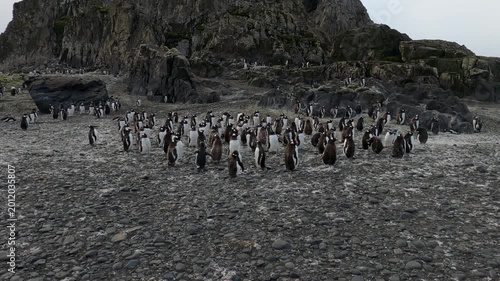 Gentoo penguins colony on rocky coast of Livingston Island, South Shetland Islands, Antarctica