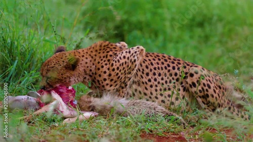 A Cheetah cub eats meat first time in his life with her mother.