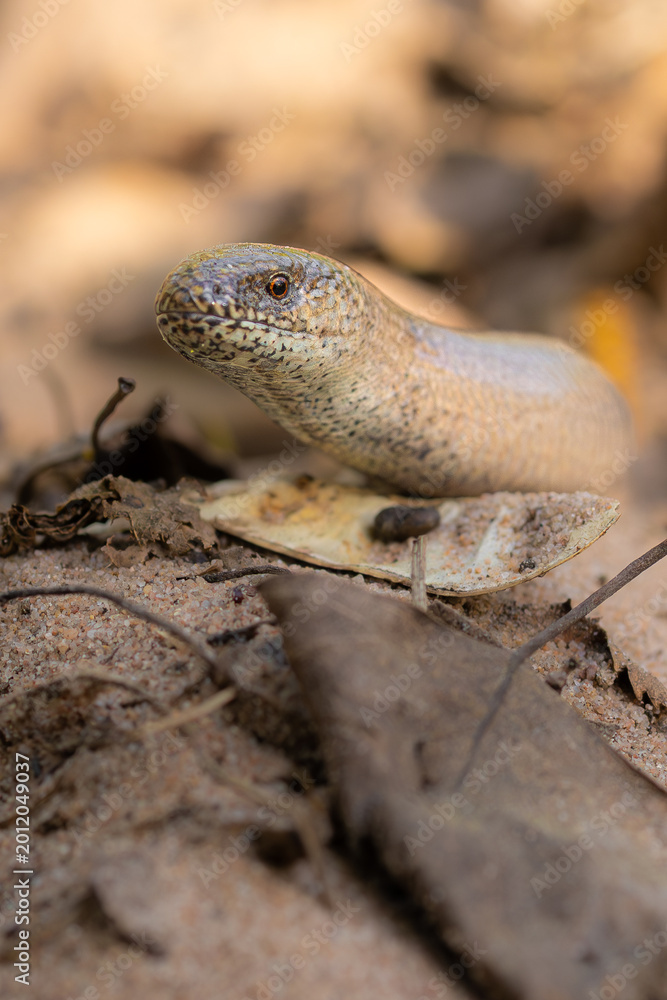 Fototapeta premium Blindschleiche (slow worm)