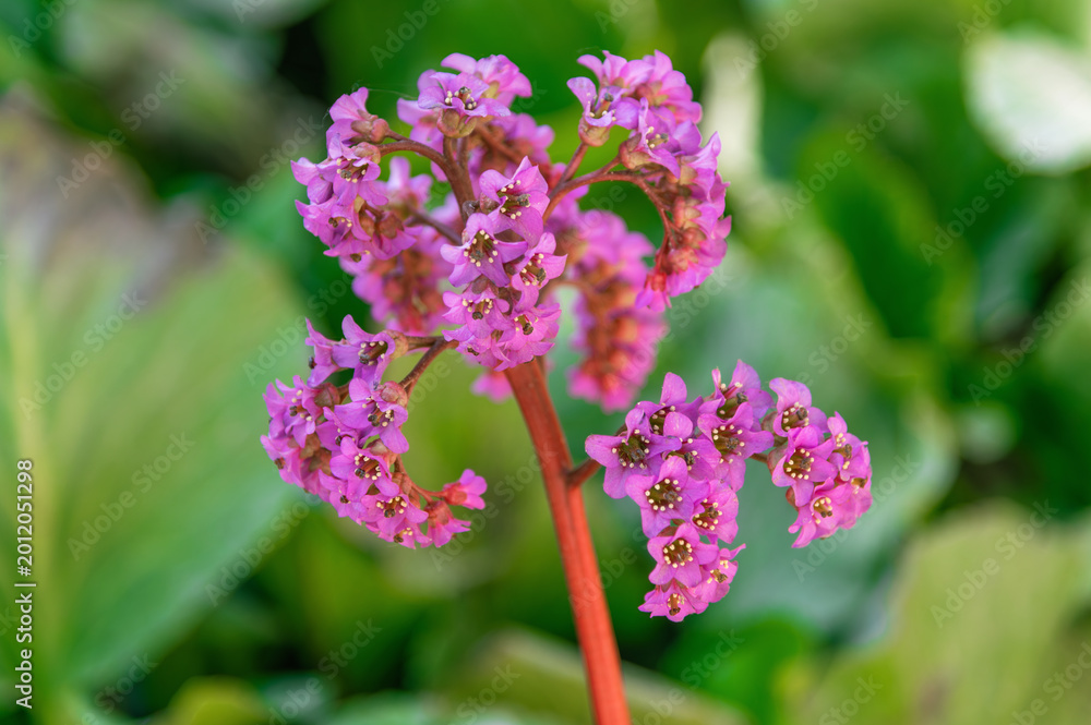 Obraz premium Pink flower cluster blooming in green garden background. Bergenia crassifolia, heartleaf bergenia