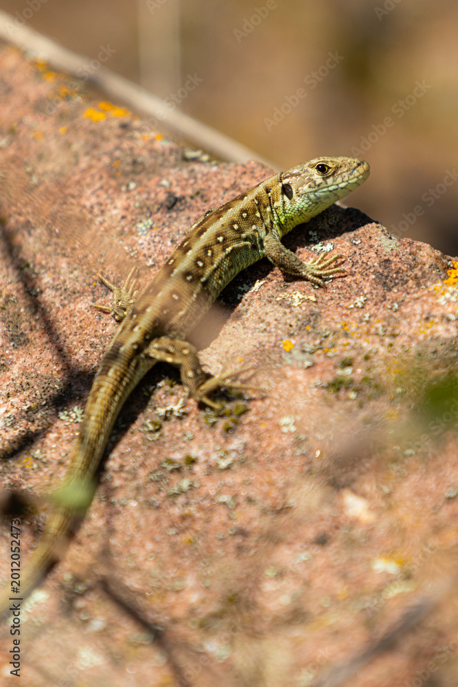 Obraz premium Zauneidechse (fence lizard)
