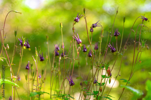 Konstfotografi Purple wildflowers nodding in bright forest clearing. Aquilegia