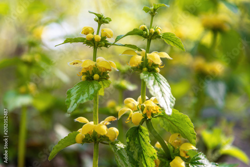 Yellow archangel plants blooming in shaded garden bed. Lamium galeobdolon, the yellow archangel