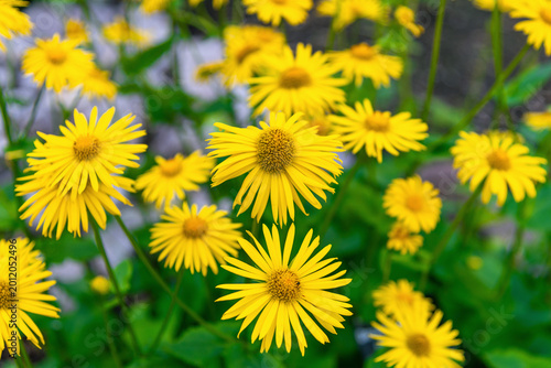 Fotografia Bright yellow flowers clustered in garden bed
