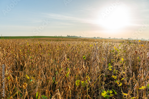 Ripe soybeans stand tall in the field, glowing in the sunlight as the day moves toward evening