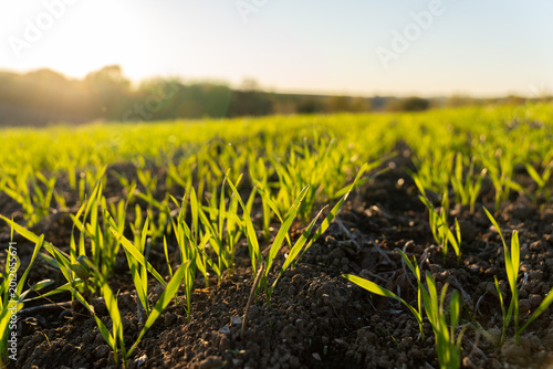 Schilderij op canvas Small winter wheat sprouts push through dark soil as the sun rises over the fiel