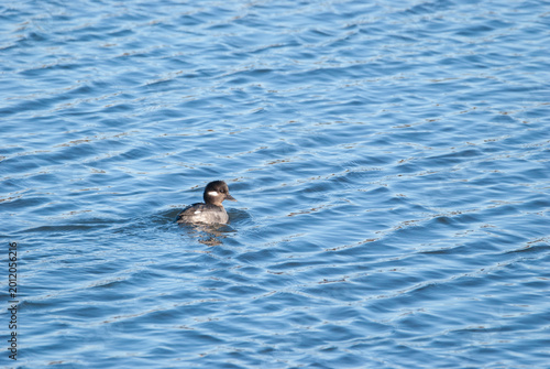 Bufflehead on the water