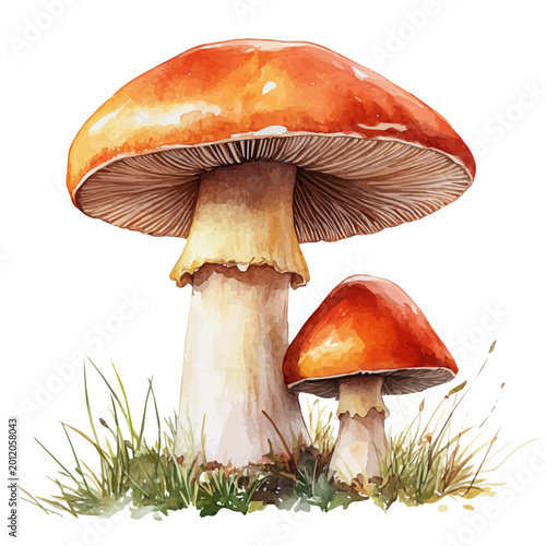 Fotografía Forest Mushrooms, soft and charming watercolor, isolated on a white background, delicate and elegant style