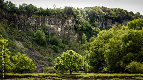 Tableau sur toile Limestone cliffs and lone green tree at Lancaut Nature Reserve