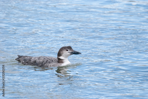 Common Loon in the sea