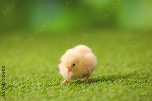 фотографія Cute chick on artificial grass. Baby animal