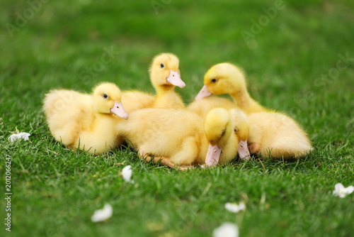 Foto Cute yellow ducklings on green grass. Baby animals