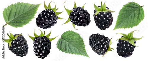 Quadro su tela Tasty fresh blackberries and green leaves isolated on white, collage