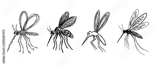 mosquito , pen scribble , kid Hand drawn , vector