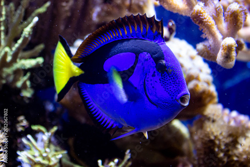  Poisson chirurgien bleu vibrant nageant dans un récif corallien tropical
