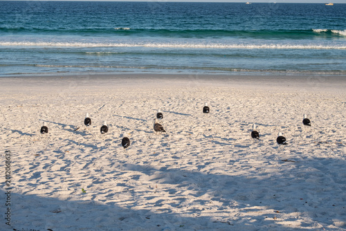 Cabo Frío, Brasil - Gaviotas en la playa.