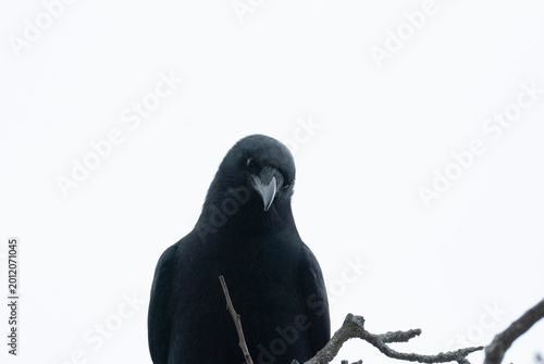 American Crow on a branch