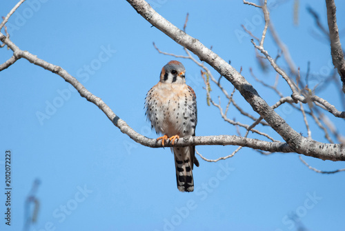 Cuadro en lienzo American Kestrel on a branch