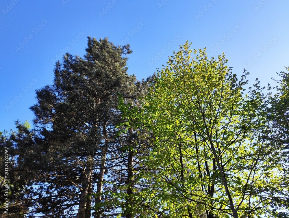 Fototapeta premium The beauty of colours in nature