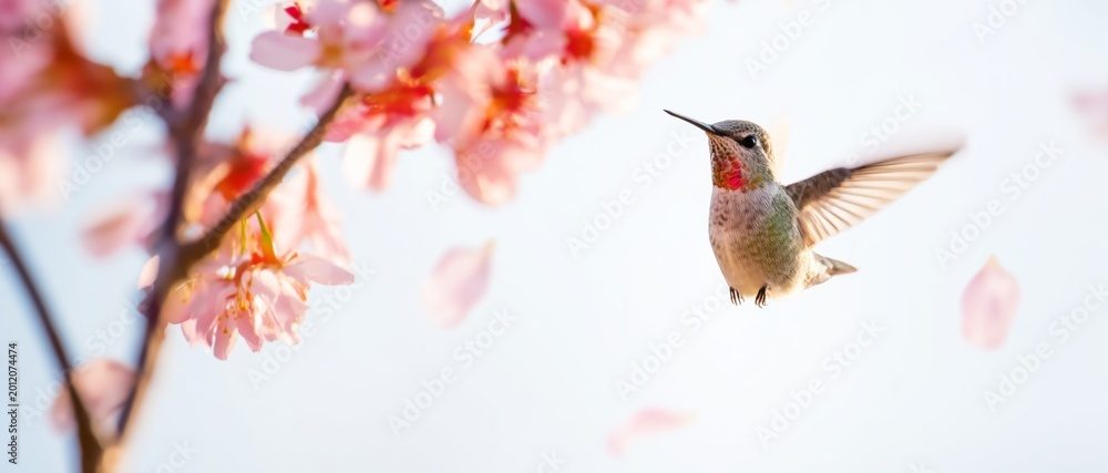 Fototapeta premium Tiny iridescent hummingbird hovers near delicate pink cherry blossoms in spring