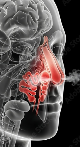 Transparent Human Head Showing Inflamed Nasal Sinus Anatomy on Black Background