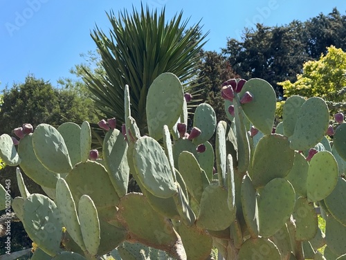 фотографія Spineless Prickly Pear (Opuntia ellisiana) cactus with purple fruit