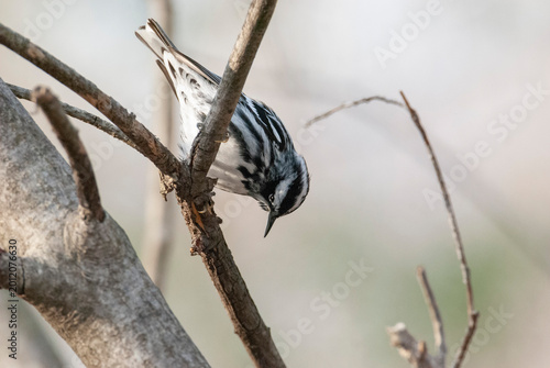 Black and White Warbler foraging