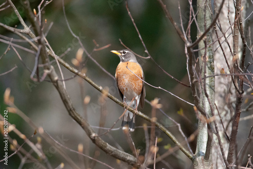 American Robin on a branch