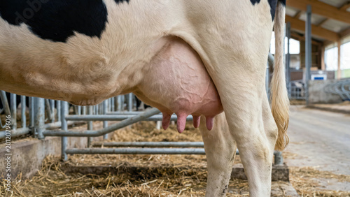 Cow udder close up on dairy farm, milk production process, livestock agriculture, dairy farming industry, bovine anatomy details, milking livestock barn, rural agriculture environment