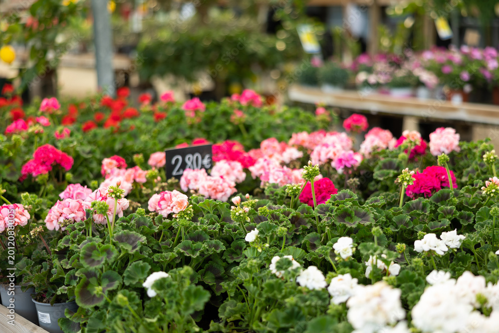 Obraz premium Blooming Geranium plants in in the greenhouse in springtime